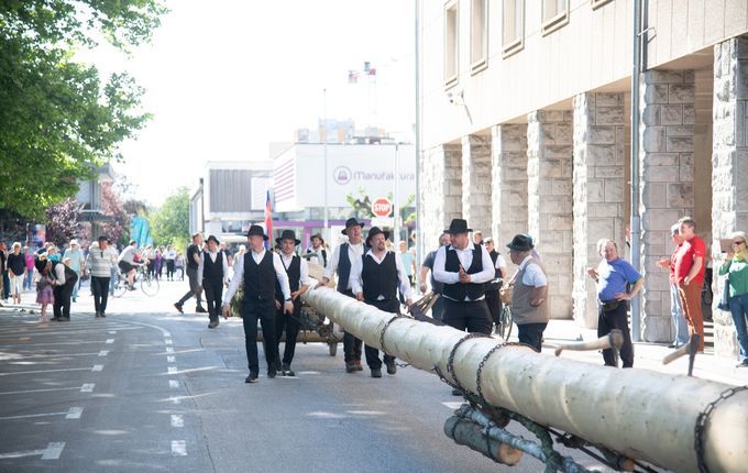 Postavljanje mlaja - furenga v Novi Gorici, 2025. Foto: Turistično društvo Nova Gorica..  