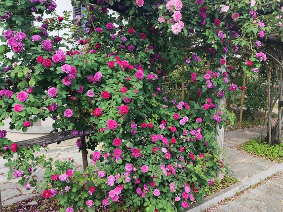 . Bourbonke na Kapeli. &copy;Foto: Blaž Kosovel