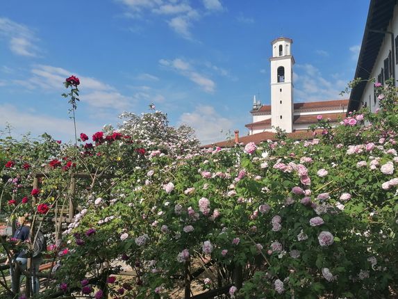 . Vrt burbonk v polnem razcvetu. &copy;Foto: Blaž Kosovel