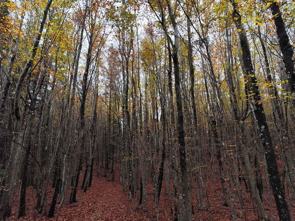 .  &copy;Foto: Blaž Kosovel