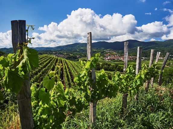 .  &copy;Foto: Marijan Močivnik, Zavod za turizem Nova Gorica in Vipavska dolina