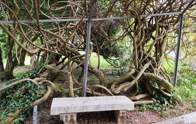 Klopca na poti do vile, obdana z glicinijo, foto: Blaž Kosovel.  